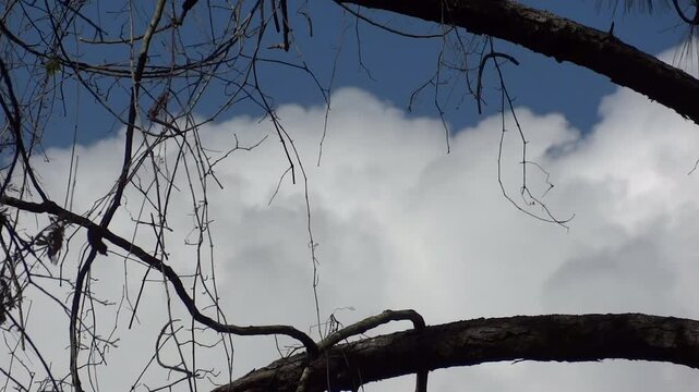 smoke on the tree