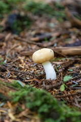 mushrooms in the forest © Justin