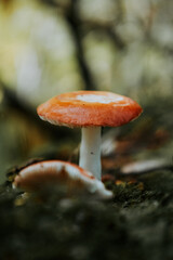 mushroom in the forest © Justin