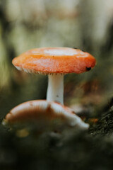mushroom in the forest © Justin