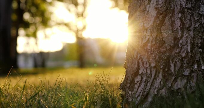 Sunlit tree trunk stands in quiet park at golden hour. Warm sunlight filters through grass, creating peaceful nature mood. Outdoor background offers copy space for wellness content.