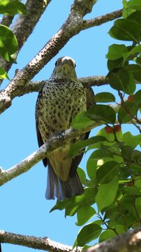 Female Turquoise Cotinga (Cotinga ridgwayi) perched on a branch in the canopy, looking around and preening its feathers against a clear blue sky.