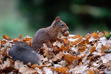Red Squirrel (Sciurus vulgaris) holding a Nut in Autumn Leaves. Noord Brabant in the Netherlands.          © Albert