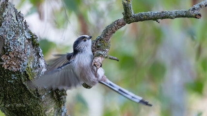 Birds of Germany - Aegithalos caudatus - Long-Tailed Tit Resting in Autumn Branches © Sebastian