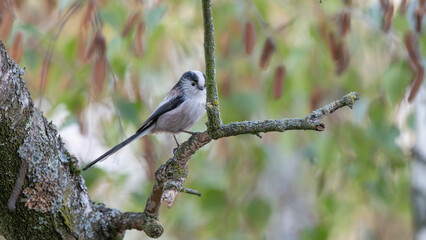 Birds of Germany - Aegithalos caudatus - Long-Tailed Tit Resting in Autumn Branches © Sebastian