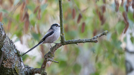 Birds of Germany - Aegithalos caudatus - Long-Tailed Tit Resting in Autumn Branches © Sebastian
