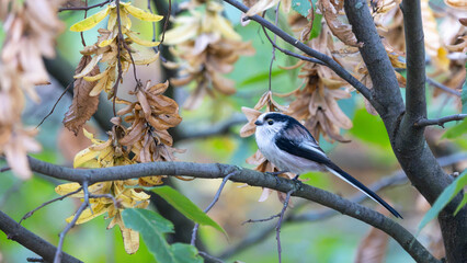 Birds of Germany - Aegithalos caudatus - Long-Tailed Tit Resting in Autumn Branches © Sebastian