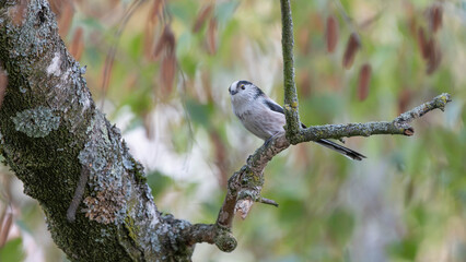 Birds of Germany - Aegithalos caudatus - Long-Tailed Tit Resting in Autumn Branches © Sebastian