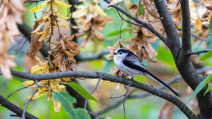 Birds of Germany - Aegithalos caudatus - Long-Tailed Tit Resting in Autumn Branches © Sebastian