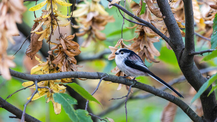 Birds of Germany - Aegithalos caudatus - Long-Tailed Tit Resting in Autumn Branches © Sebastian