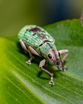 Weevil