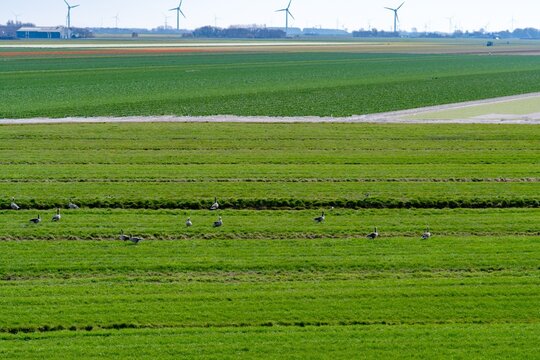 Green polder grassland with grazing geese and wind turbines on the horizon