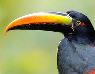 Fiery-billed Aracari (Pteroglossus frantzii) close up portrait © Andres Espinoza 