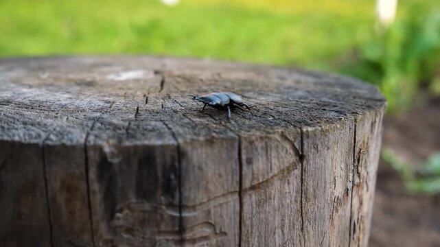 A stag beetle in the wild. Selective focus.