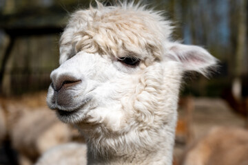 Fototapeta premium Close-up portrait of a fluffy white alpaca with a blurred herd behind