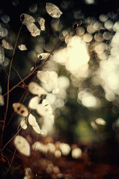 Close-up of delicate dry autumn leaves with a soft, blurred bokeh background. Warm, vintage tones create a dreamy, peaceful nature scene for backgrounds and meditation projects