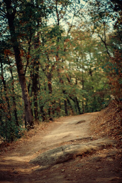 Atmospheric forest path surrounded by tall trees and autumn leaves, with soft sunlight filtering through branches. A moody, cinematic nature scene for backgrounds and travel projects
