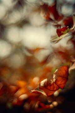 Close-up of delicate dry autumn leaves with a soft, blurred bokeh background. Warm, vintage tones create a dreamy, peaceful nature scene for backgrounds and meditation projects