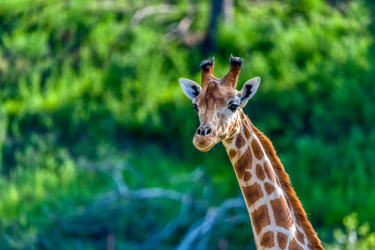 Giraffe Head and Neck Close Up Portrait