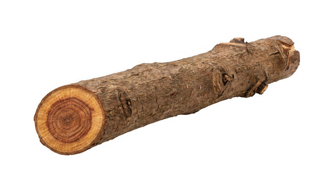 A cut log of wood on transparent background