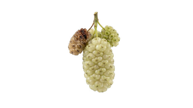 A cluster of white mulberries on transparent background