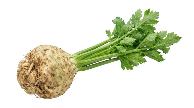 A fresh celery root with green leaves on transparent background