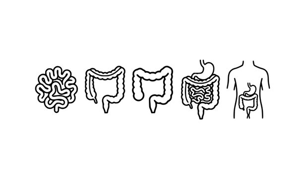 Human Intestine Small Large Colon Anatomy Outline Vector Icon Set