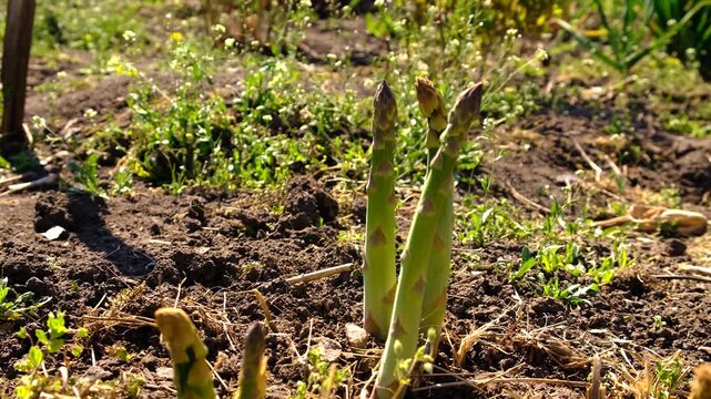 Asparagus grows in the garden. Selective focus.