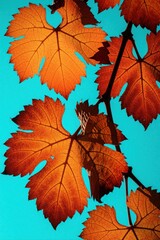 Naklejka premium Orange autumn grape leaves hang on vine branch against bright turquoise sky. Backlit foliage shows detailed veins, textures. Warm fall colors create dramatic contrast with blue background in vineyard