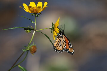 Monarch butterfly (Danaus plexippus) feeding on a yellow wildflower with folded wings. © Mohamed