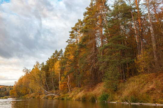 Autumn forest with pine and deciduous trees on riverbank under cloudy sky