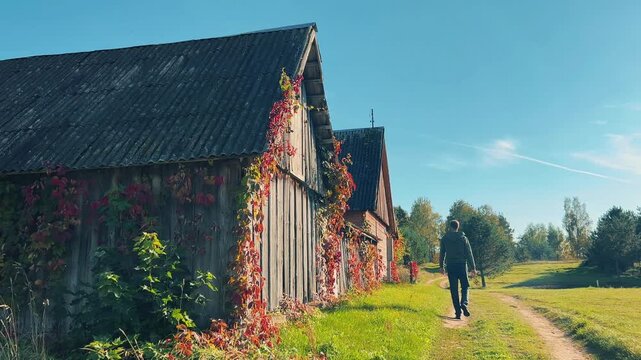 Wide shot of a man walking away down a country dirt path past old wooden barns covered in red autumn ivy under a clear blue sky. Rural lifestyle concept.