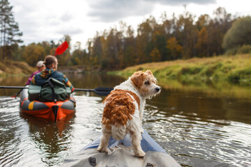Jack Russell Terrier on a kayak bow watching people paddle another boat on an autumn river © WoodHunt