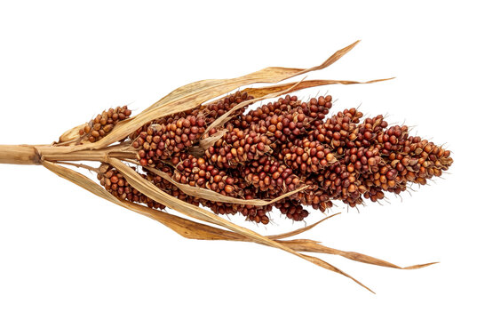 Sorghum grain harvest crop head with brown seeds and dry leaves for agricultural food production ingredient and cereal supply stock.