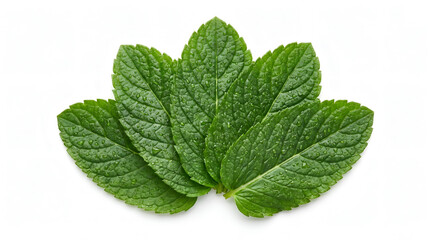Fresh mint leaves with water droplets on white background © Ejaz