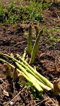 Asparagus grows in the garden. Selective focus.