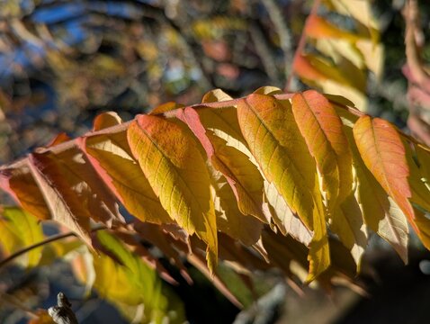 Golden autumn leafes on a branch of a vinegar tree