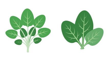 Obraz premium Spinach, Two Bundles of Fresh Green Leaves, Flat Illustration