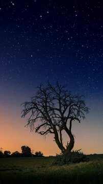 Time lapse of the starry night sky over a beautiful dead tree silhouette. Landscape footage with twinkling moving stars.