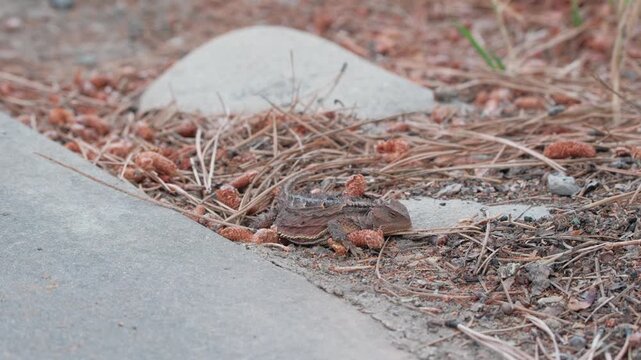 Horny Toad in Durango, Colorado