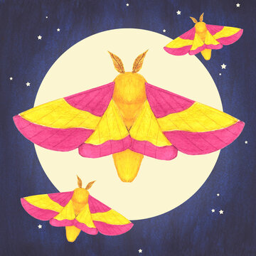 Moths and moon