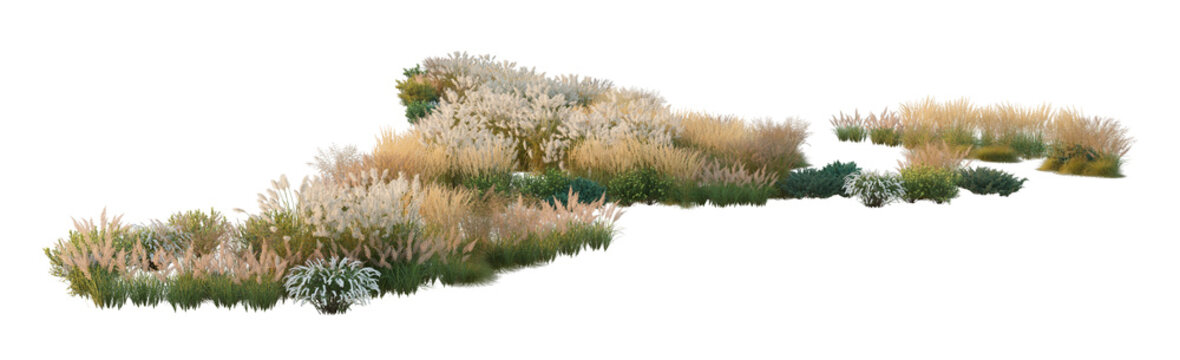 Garden landscape composition with blooming hydrangea bushes, ornamental pampas grass, and shrubs (hydrangea, pampas grass, fir shrubs) isolated PNG on a transparent background cutout