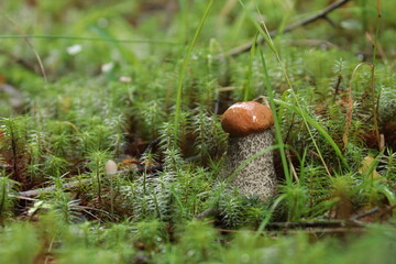 An aspen bolete mushroom in green moss after the rain. © алексей семиколенных