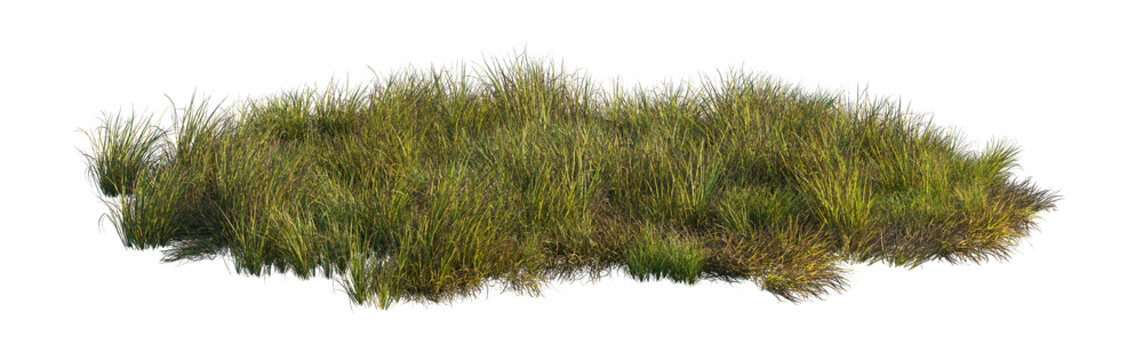 carex obnupta and imperata cylindrica rubra clump (slough sedge, japanese blood grass, red baron) isolated PNG on a transparent background premium nature cutout
