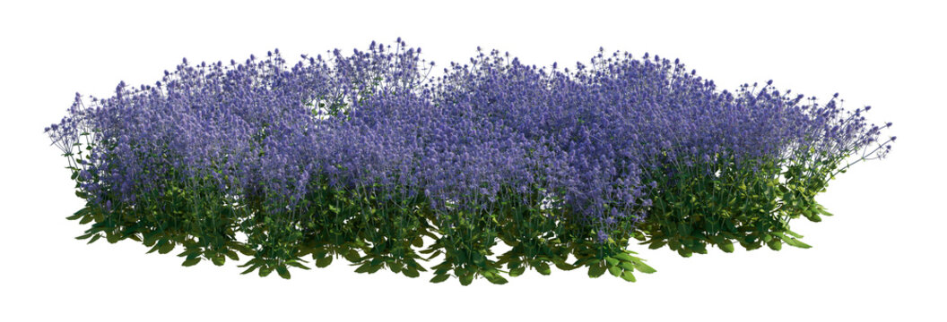 eryngium planum clump (sea holly, blue eryngo) isolated PNG on a transparent background premium nature cutout