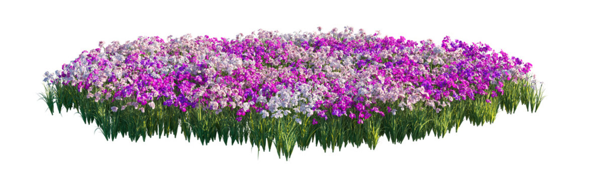 iris ensata clump purple and pink flowers (japanese iris, sword-leaved iris) isolated png on a transparent background premium nature cutout