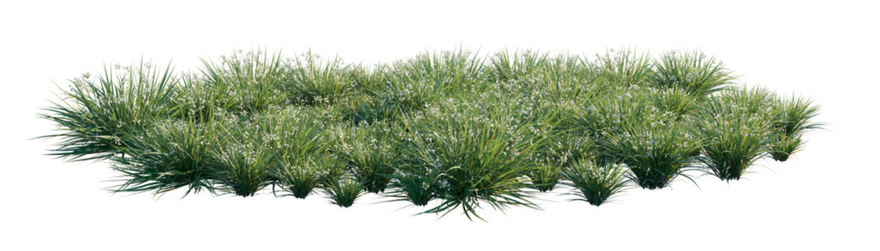 libertia paniculata clump (branched libertia, panicled libertia) isolated PNG on a transparent background premium nature cutout
