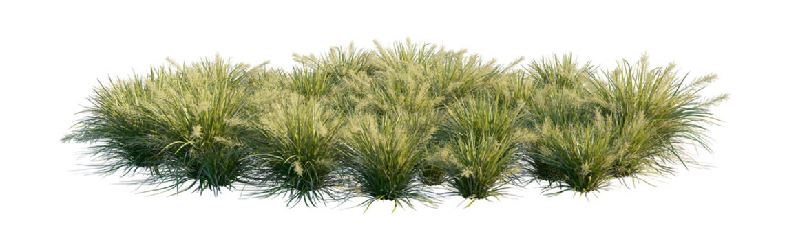 lomandra hystrix katie bell clump (katie bell lomandra, rainforest mat rush, spiny-headed mat rush) isolated PNG on a transparent background premium nature cutout