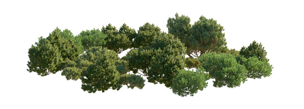pinus mugo clump (mugo pine, mountain pine, dwarf mountain pine) isolated PNG on a transparent background premium nature cutout