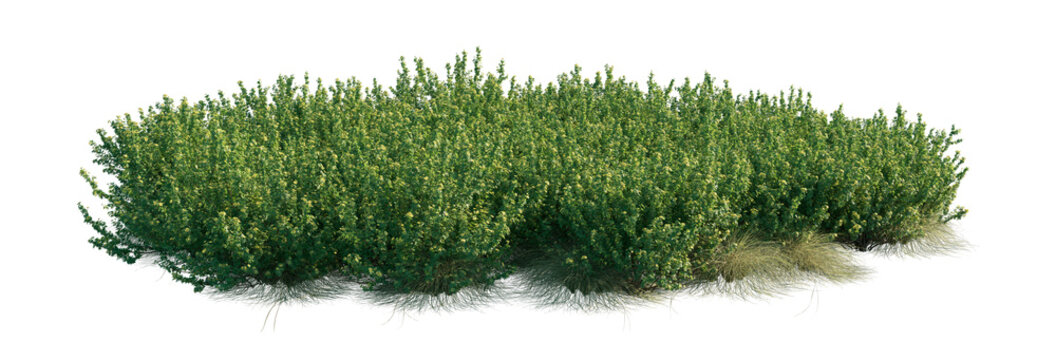 potentilla clump (shrubby cinquefoil, bush cinquefoil) isolated PNG on a transparent background premium nature cutout